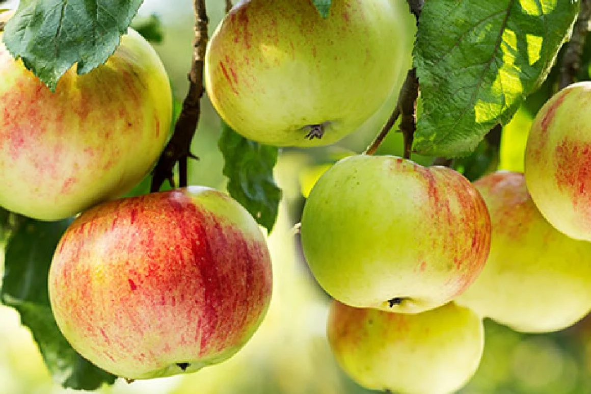 Reife Äpfel am Baum